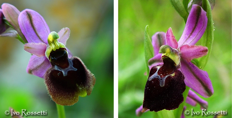 Ophrys x laconensis (O. morisii x O. tenthredinifera)?